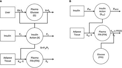 Insulin Action, Glucose Homeostasis and Free Fatty Acid Metabolism: Insights From a Novel Model